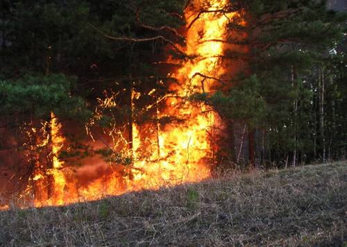 В минувшие сутки на территории ДФО ликвидировали 5 из 8 лесных пожаров